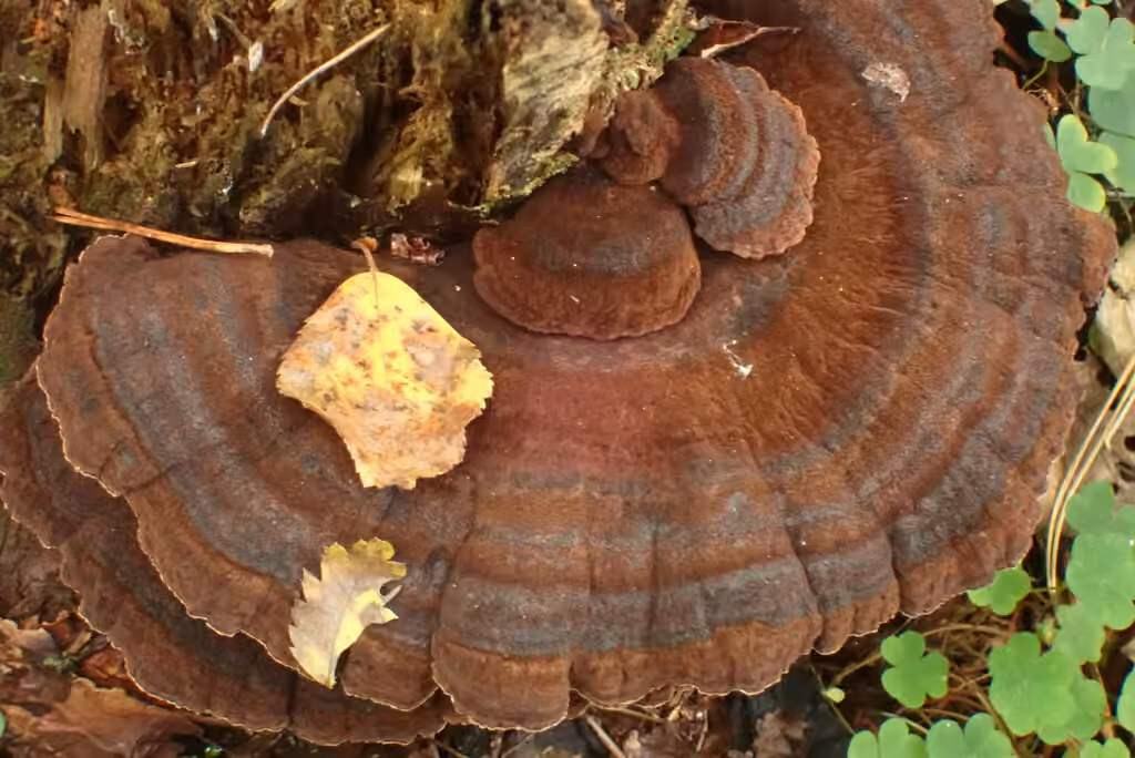 Polypore balsamique, photo 1 sur 5