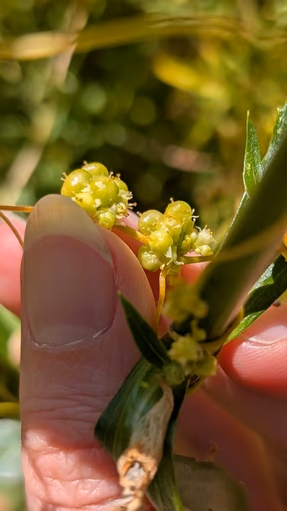 Cuscute des renouées, En fruits