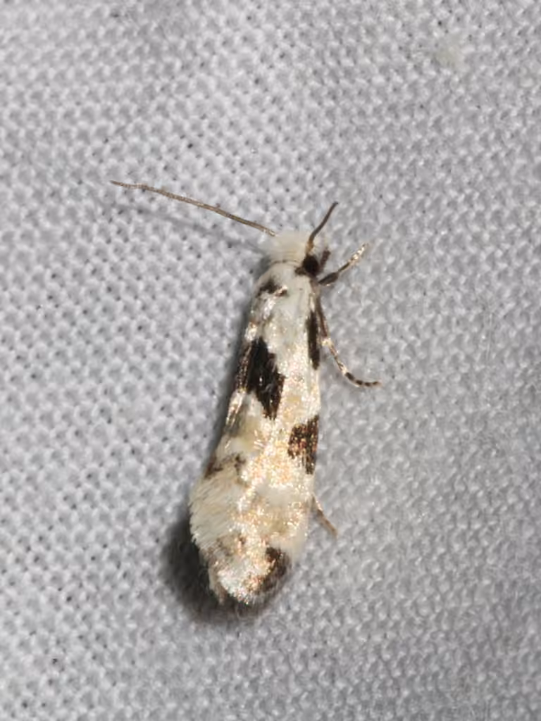 Nemapogon tylodes, photo 2 of 5