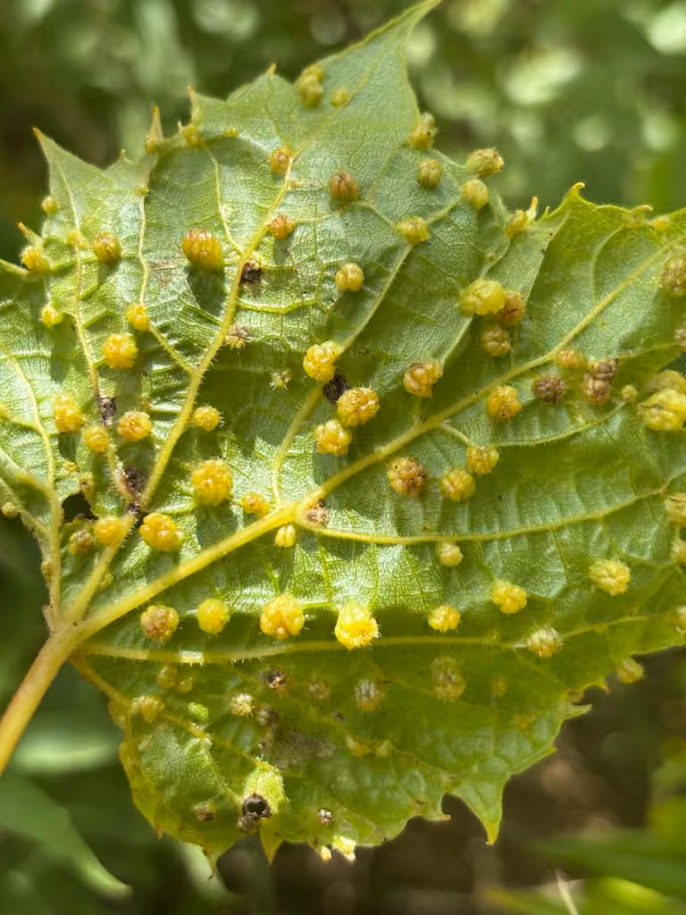 Phylloxera de la vigne, Galle