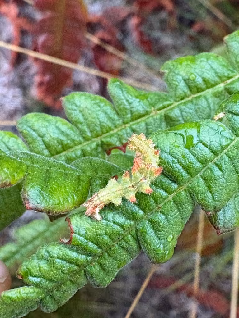 Red-fronted Emerald, Caterpillar