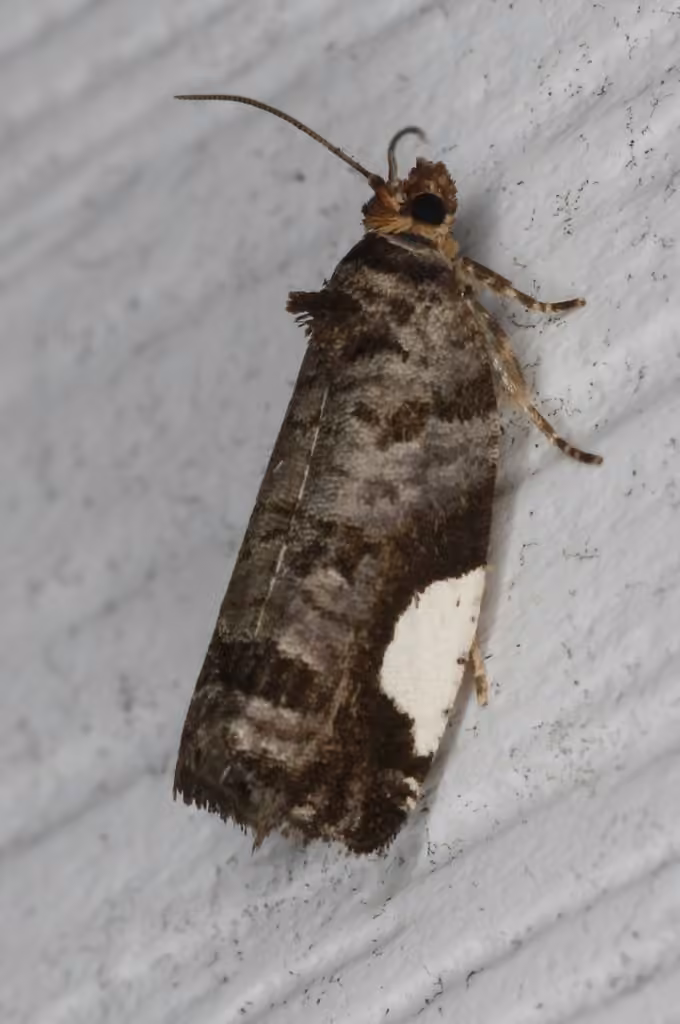 White-spotted Hedya Moth, photo 1 sur 5