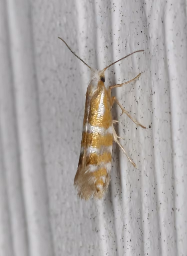 Argyresthia aureoargentella