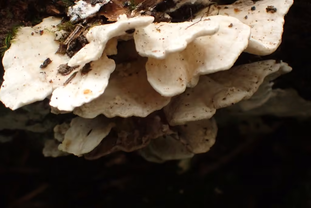 Polypore en fleur, photo 3 sur 5