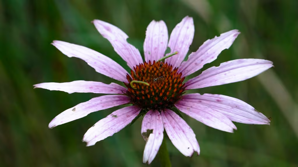Eastern purple coneflower, photo 1 of 5