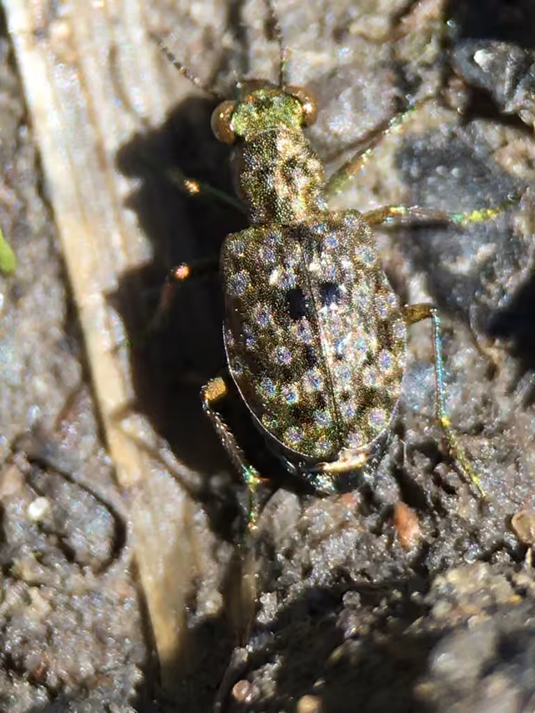 Élaphre rustique, photo 1 sur 5