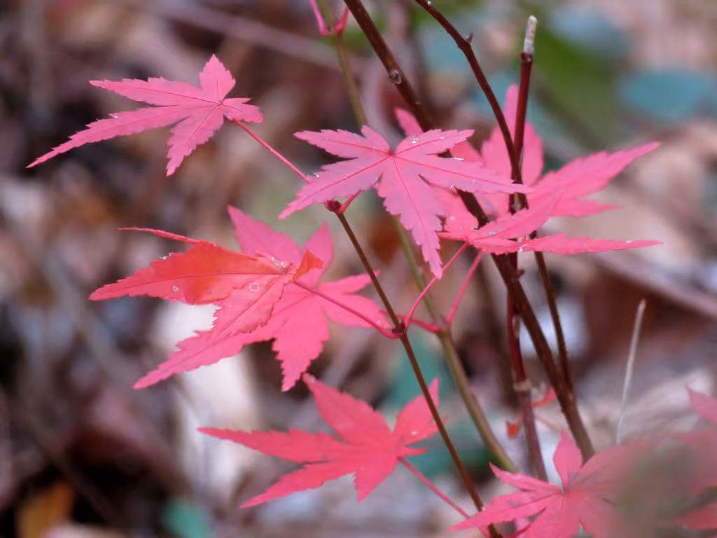 Japanese maple, photo 1 of 5
