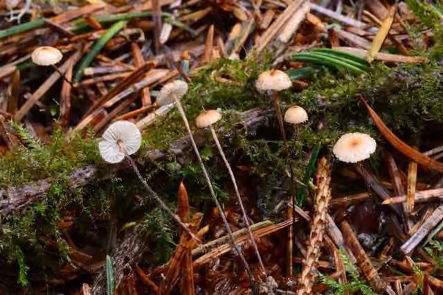 Spruce Sprite, photo 3 sur 5