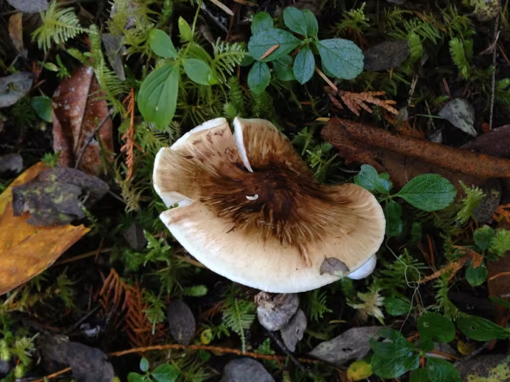 Tricholome chaussé, photo 3 sur 5