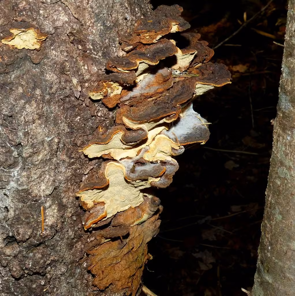 Polypore de l'épinette, photo 1 of 5