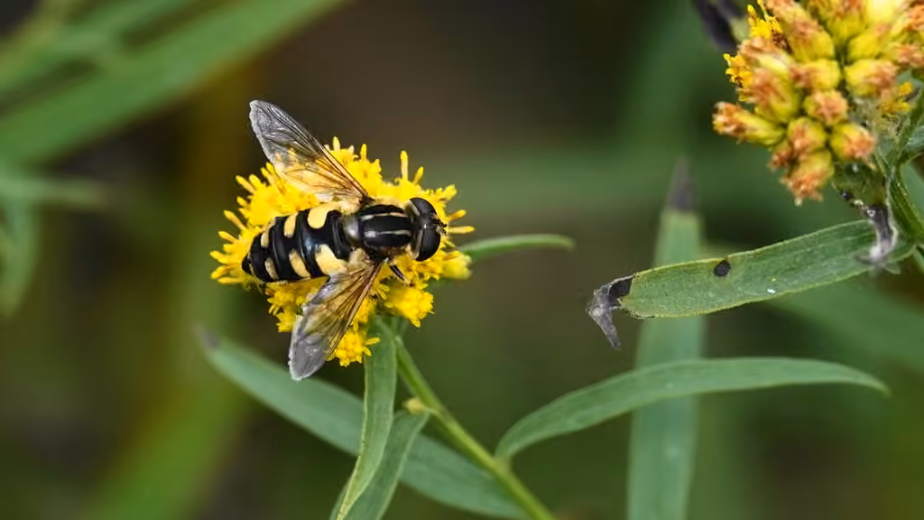 Obscure Marsh Fly, photo 3 of 5