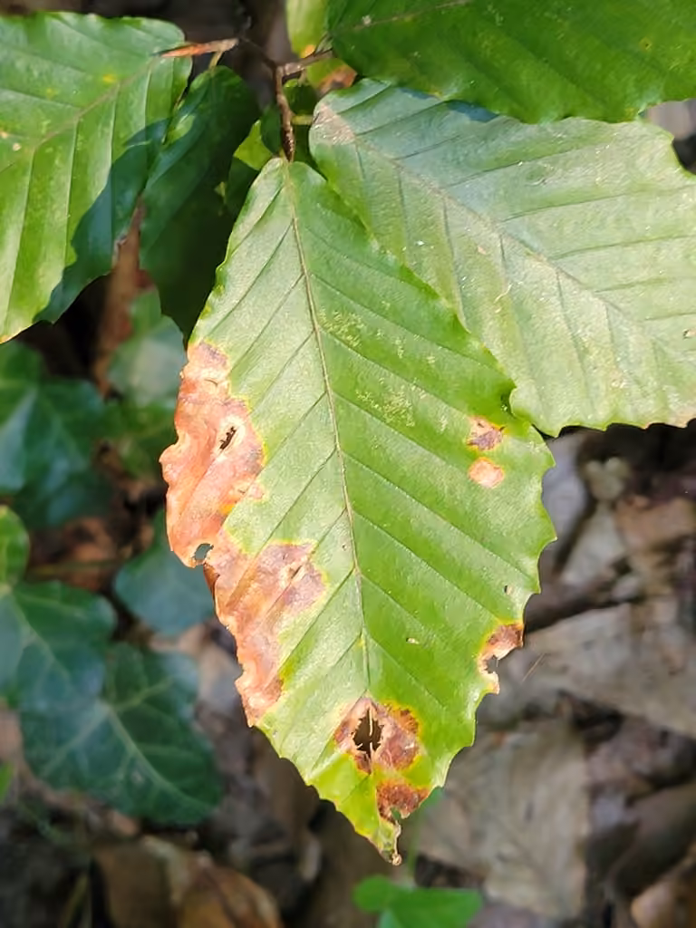 Anthracnose du chêne et du hêtre