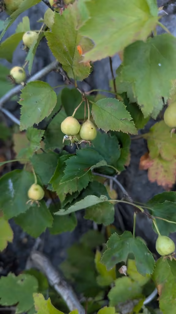Smooth Hawthorn, En fruits