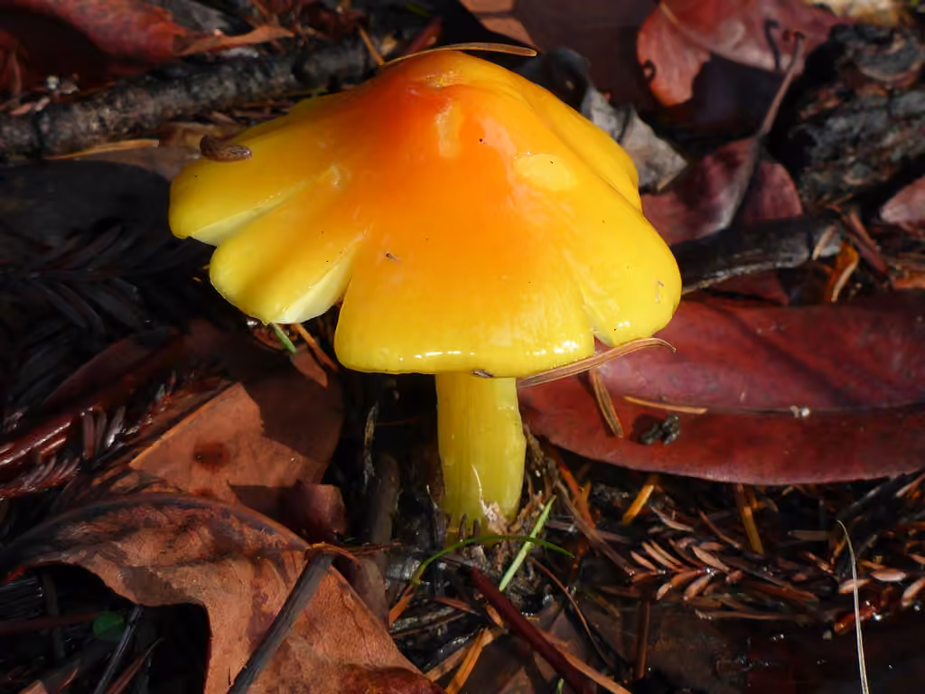 Persistent Waxcap, photo 2 of 5