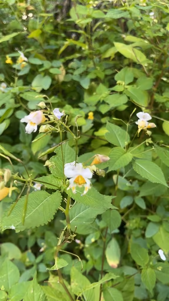 Yellow Kashmir Balsam, photo 3 of 3