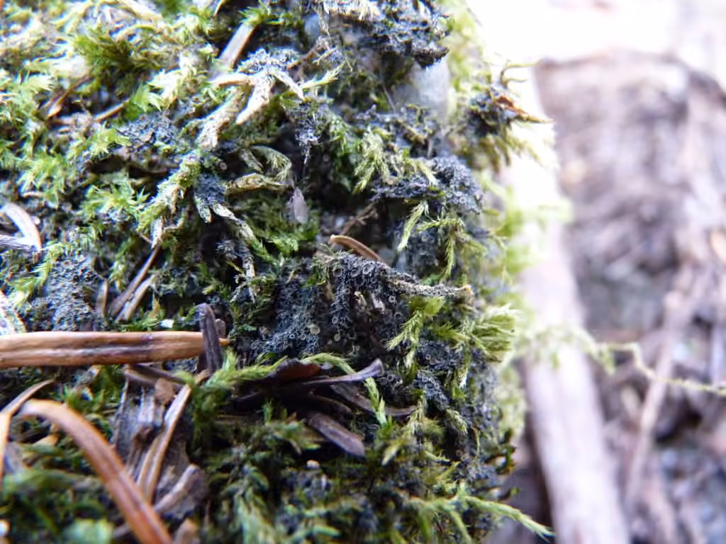 Appressed Jellyskin Lichen, photo 3 of 5