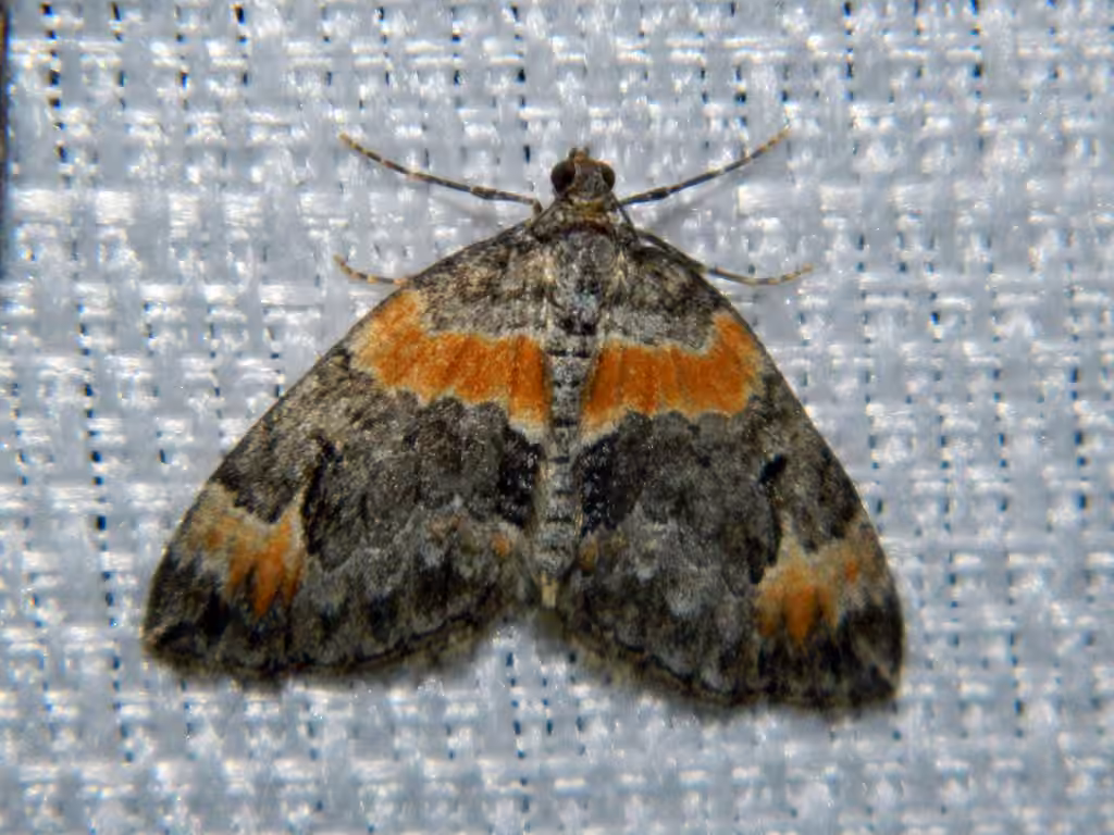 Orange-barred Carpet Moth, Adult