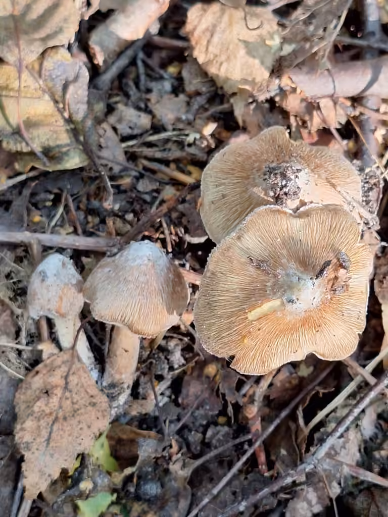 Inocybe maculé, photo 3 sur 5