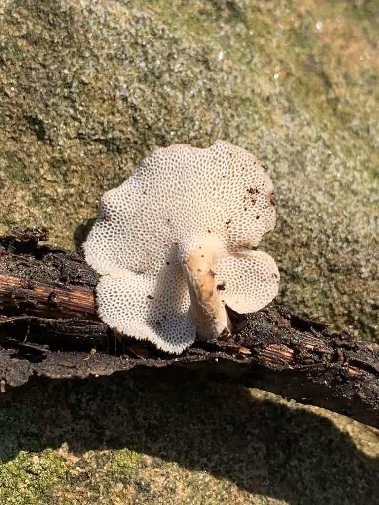 Polypore cilié, photo 3 sur 5