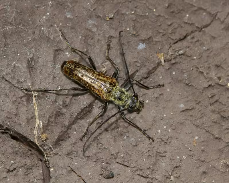 Mottled Longhorned Beetle, Adult