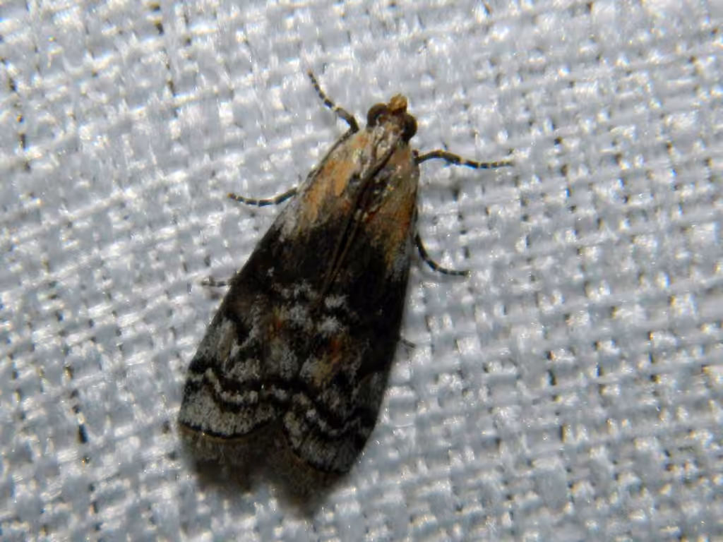 Viburnum Glyptocera Moth, Adulte