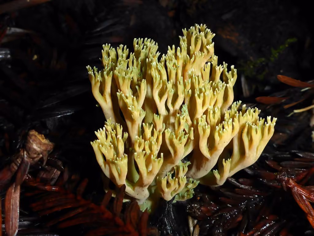 Green-tipped Coral, photo 1 of 5