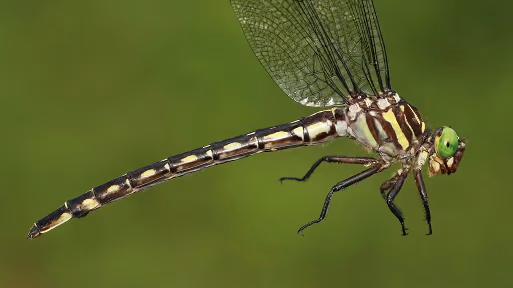 Arrow Clubtail