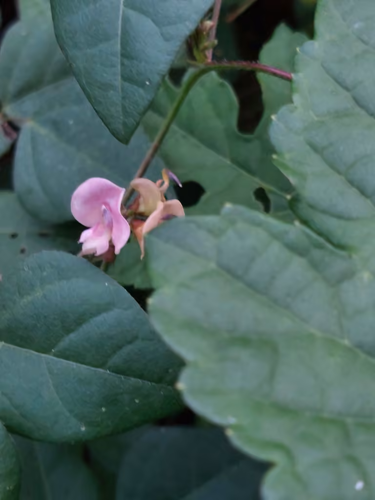 Amberique-bean, Flower buds
