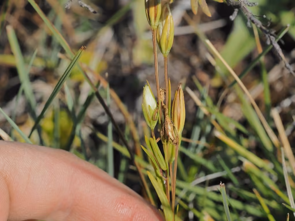 Marsh felwort, In fruit
