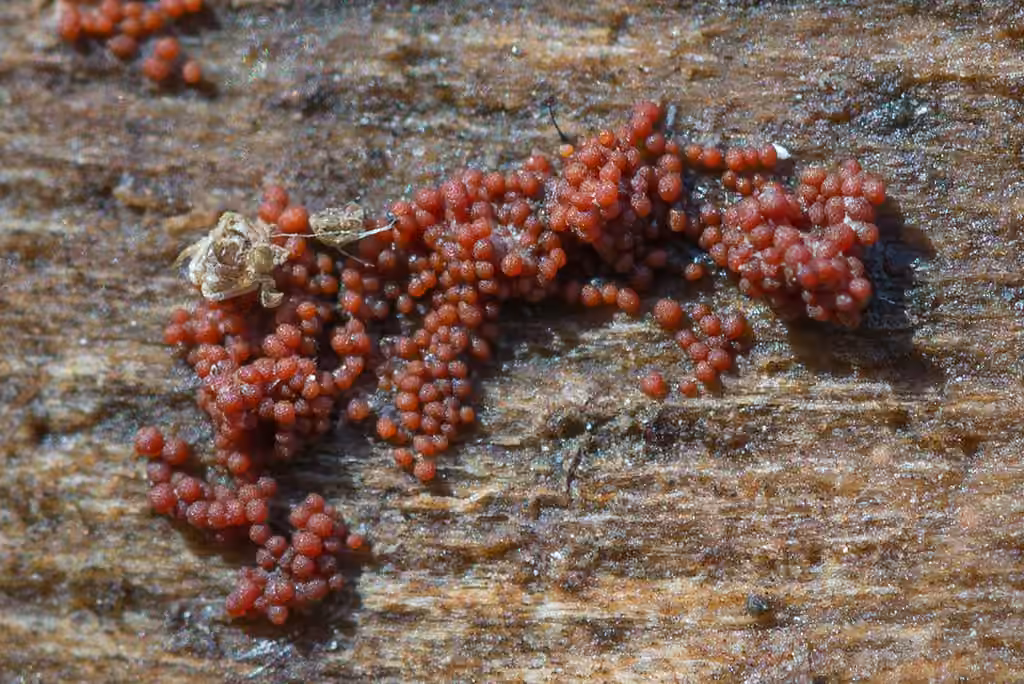 Myriococcum praecox, photo 2 of 5