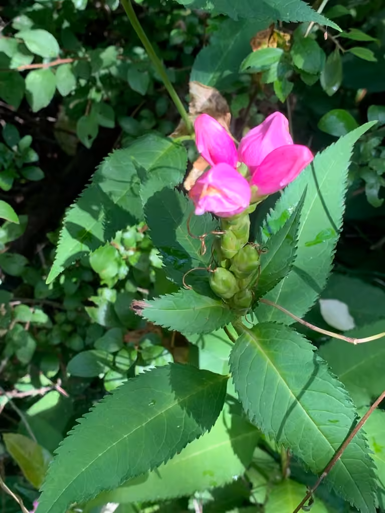 Red turtlehead, photo 3 of 5