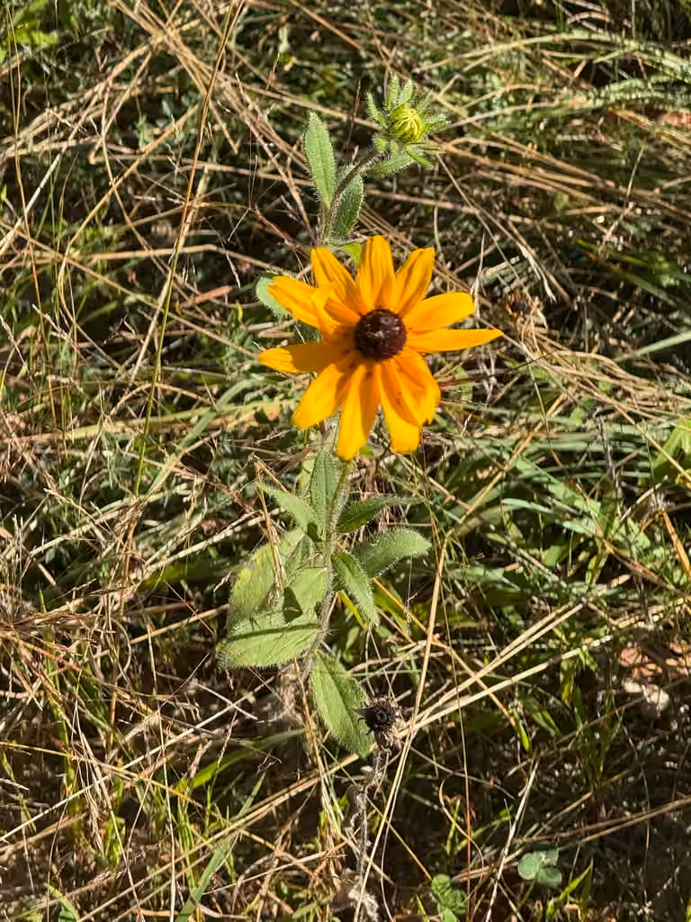 Rudbeckie hérissée, En fleurs