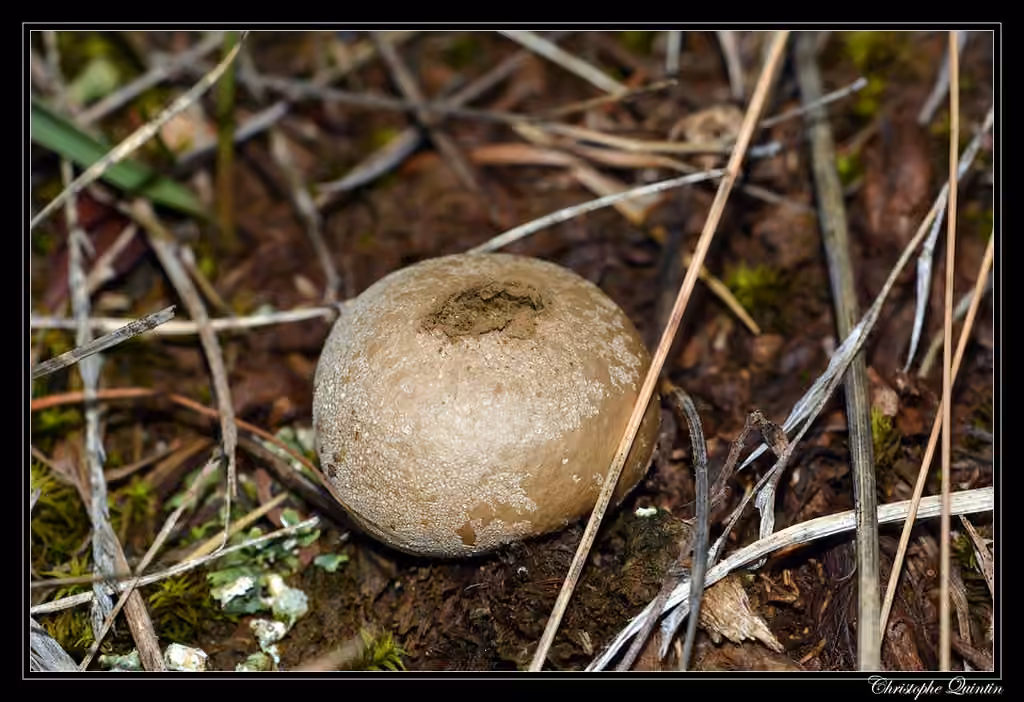 Dwarf Bovist, photo 1 of 5