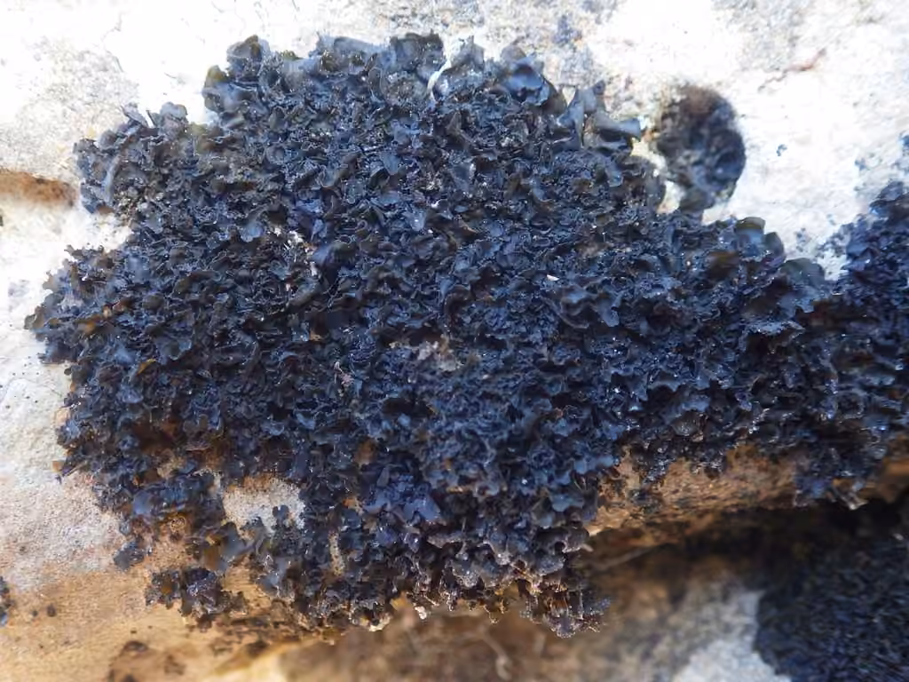 Crinkled Jelly Lichen, photo 1 of 5