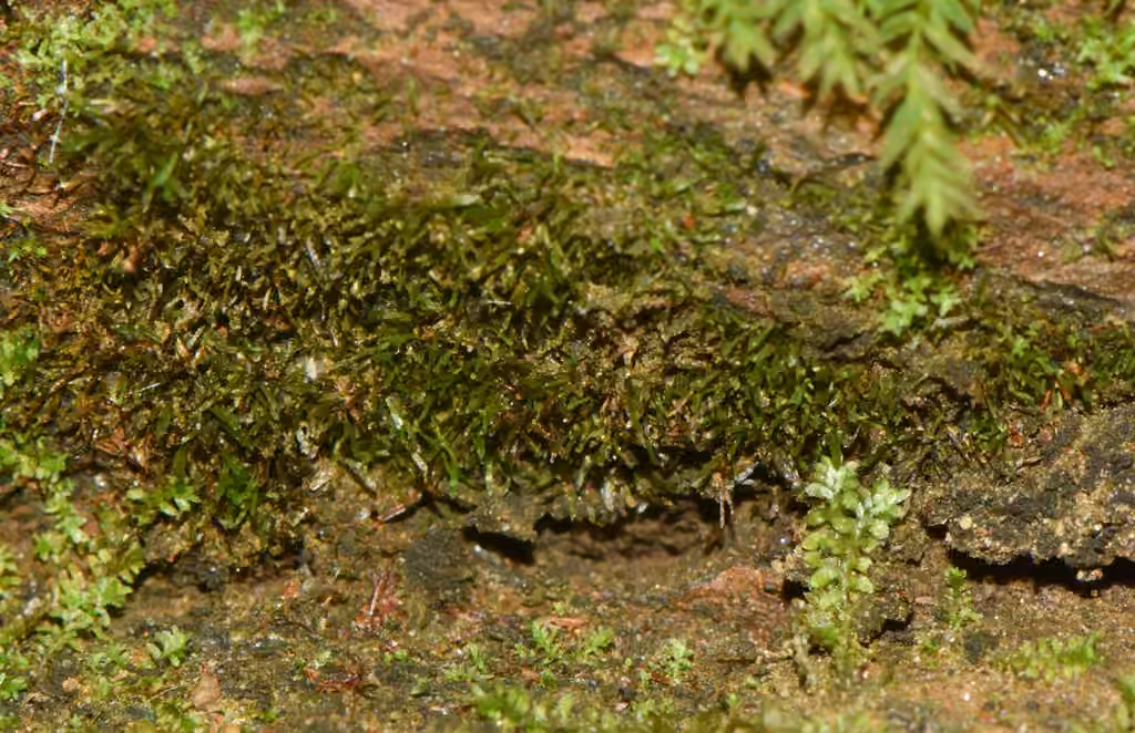 Quadrident variable, photo 3 sur 5