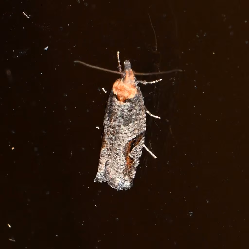 Epinotia signiferana, photo 3 sur 5