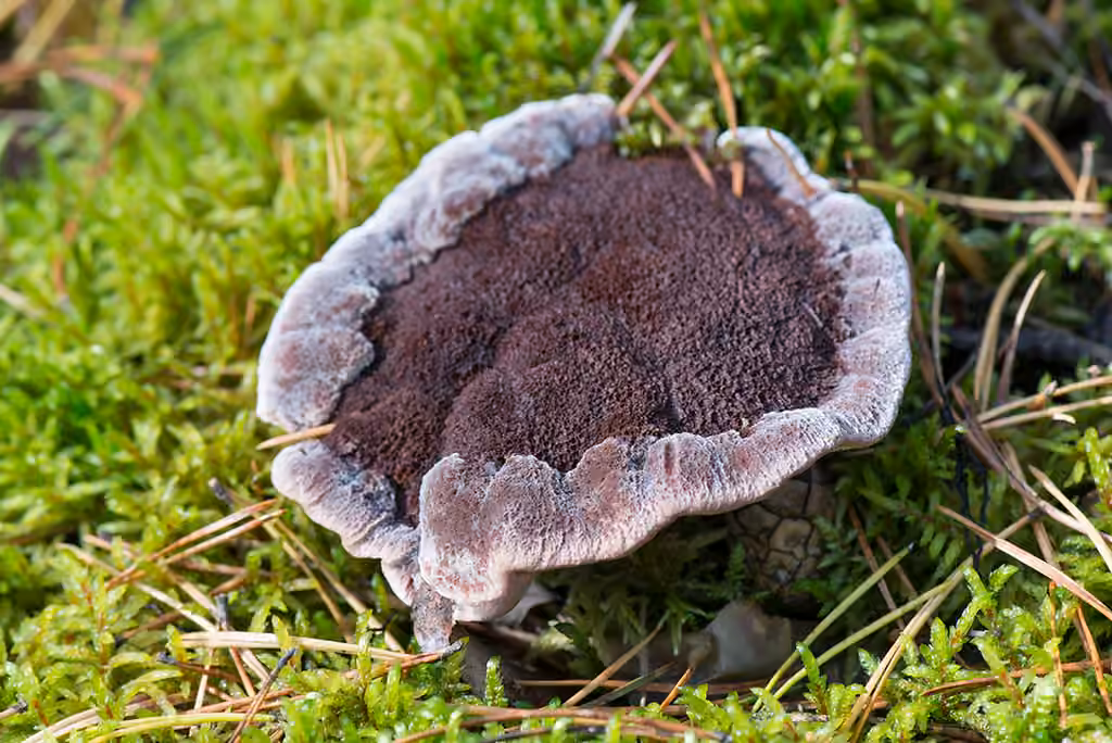 Mealy Tooth, photo 1 of 5