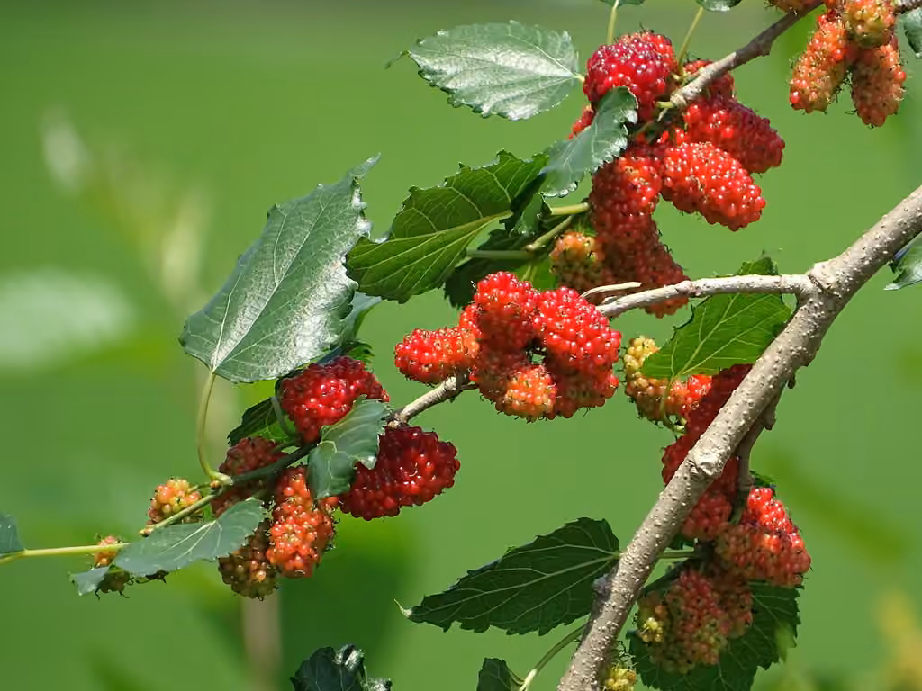 Mûrier blanc