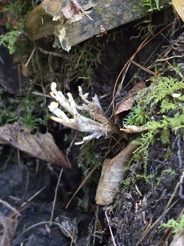 Tremellodendron tenax, photo 3 sur 5