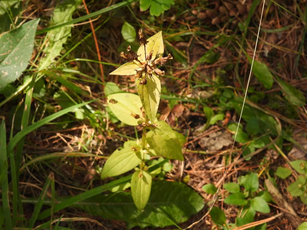 American spurred gentian, In fruit