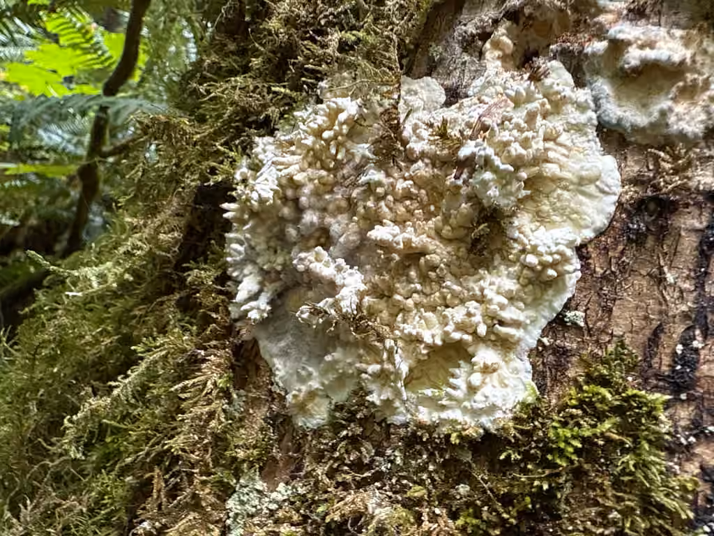 Green porecrust, photo 3 of 5