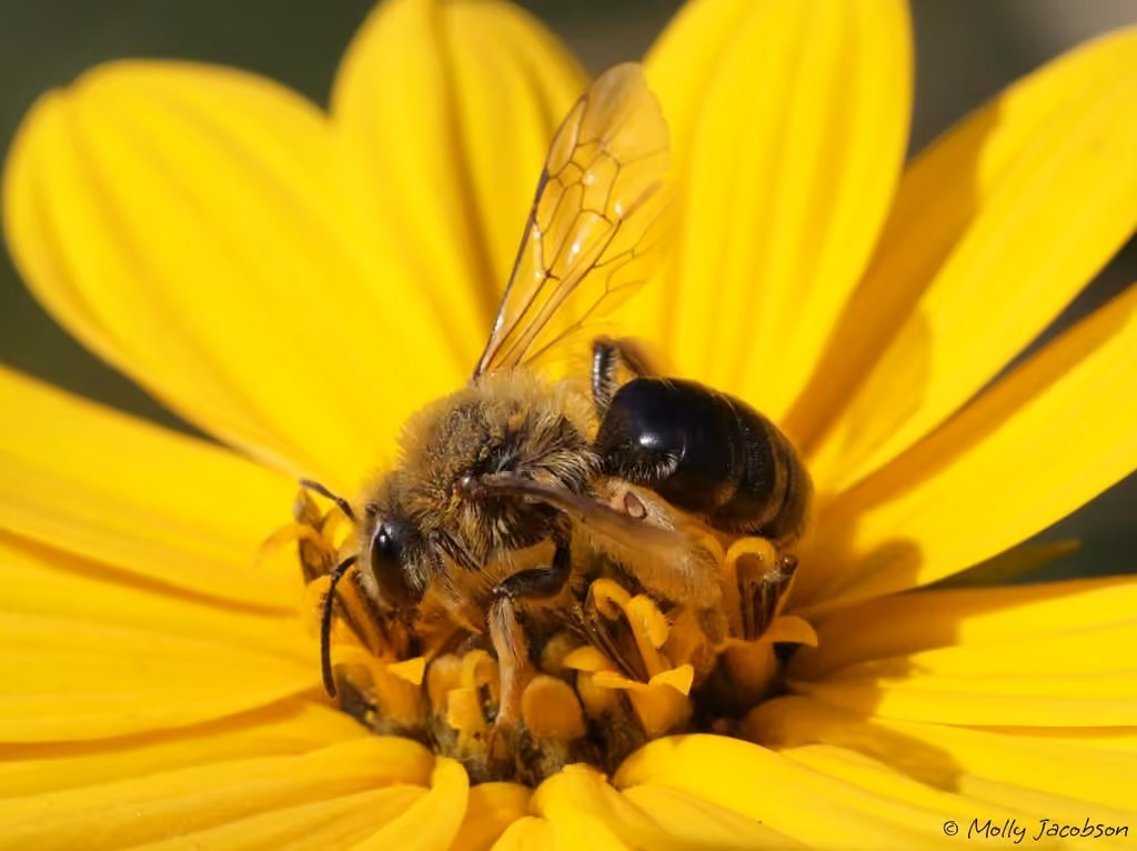 Sunflower Mining Bee, Female