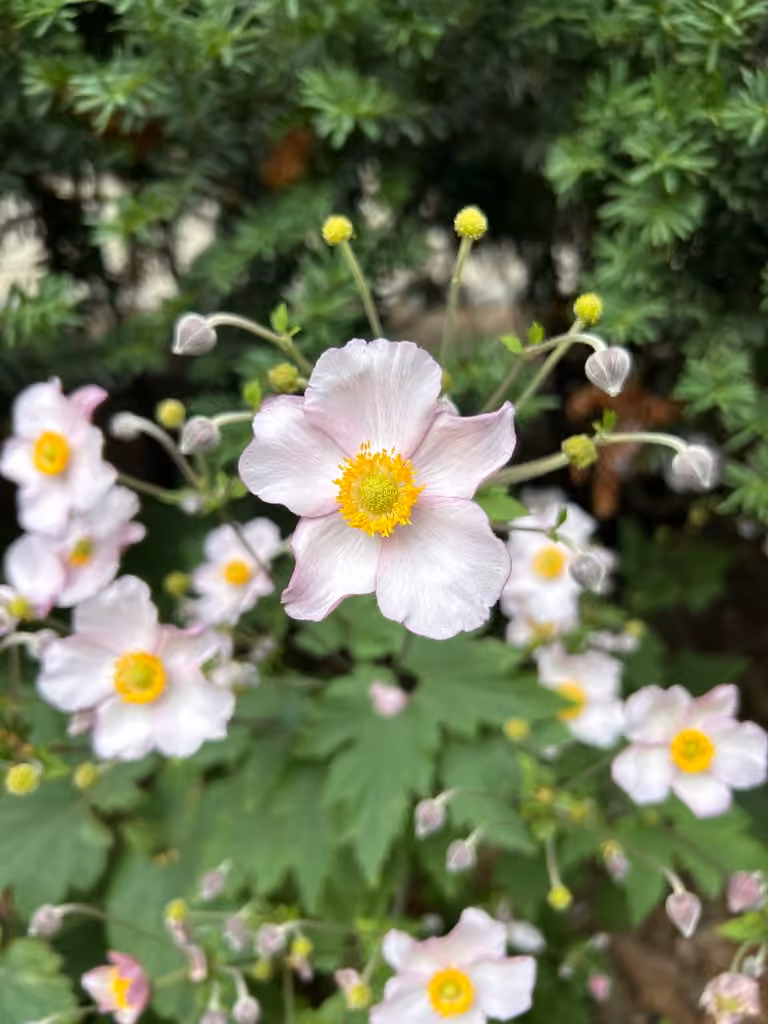 Anemone du Japon, En fleurs