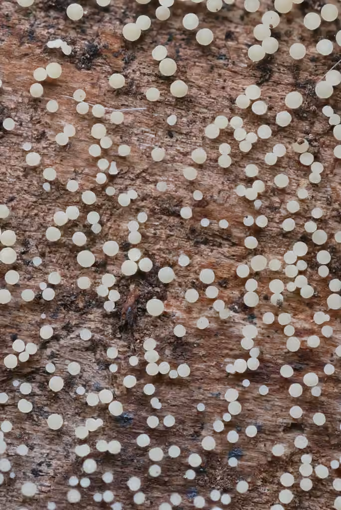 Calycina lactea, photo 3 sur 5