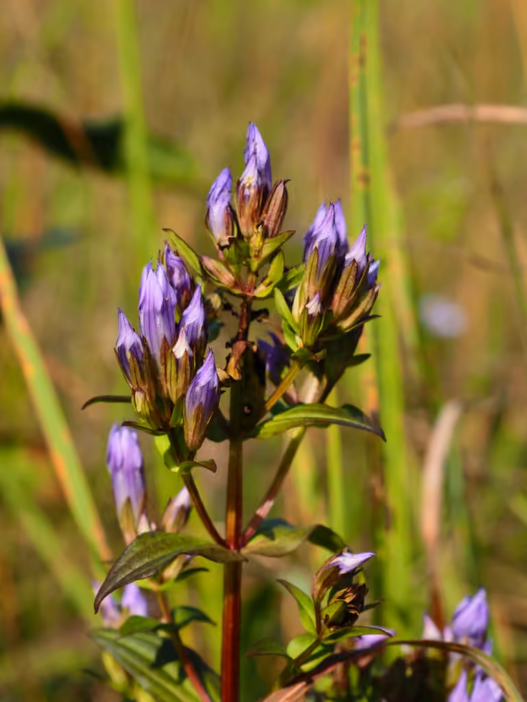 Agueweed, In flower