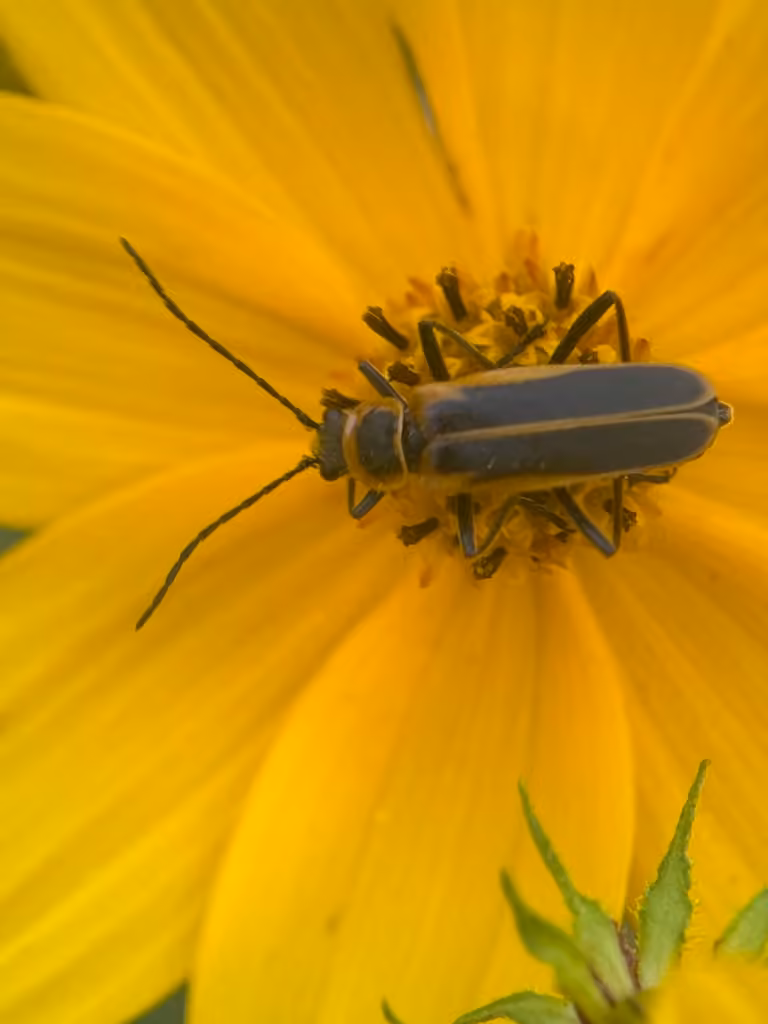 Goldenrod Soldier Beetle, photo 3 of 5