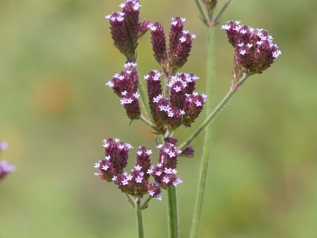 Verveine échevelée, photo 1 sur 5