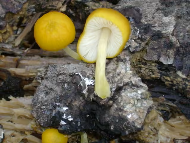 Yellow Deer Mushroom, photo 3 of 5