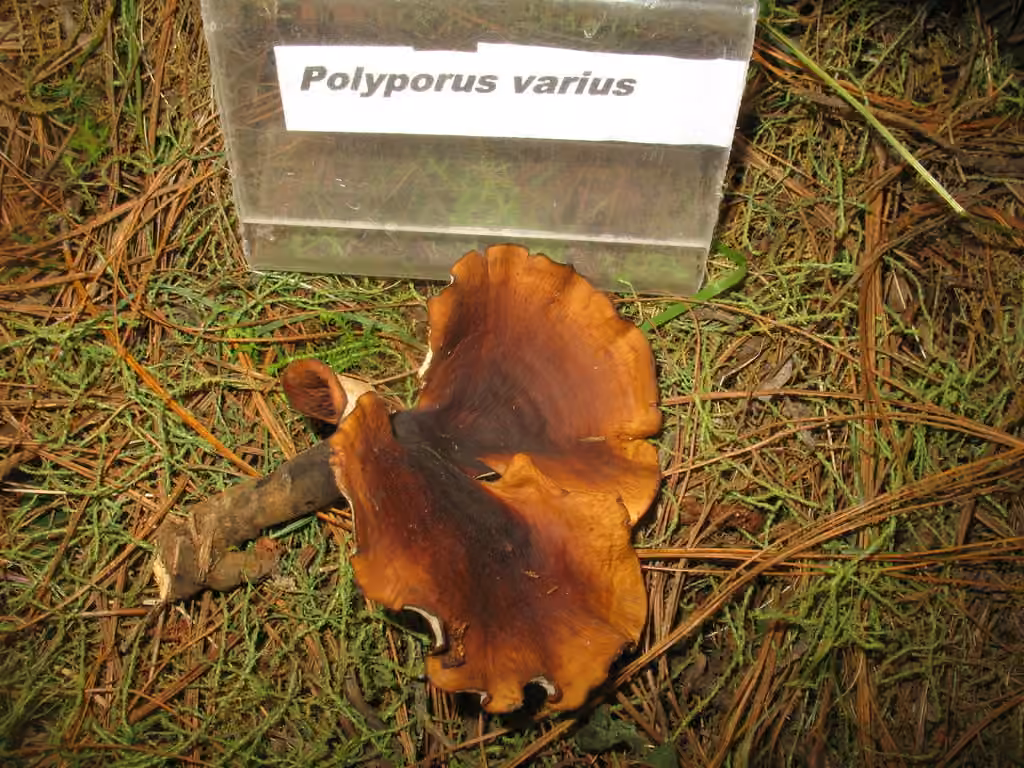 Polypore variable, photo 3 sur 5