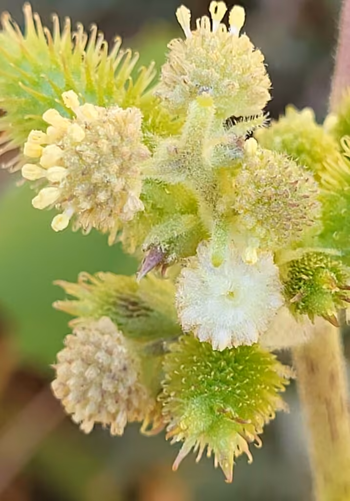 Californian burr, In flower